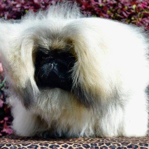 Meet your Posher, Xing